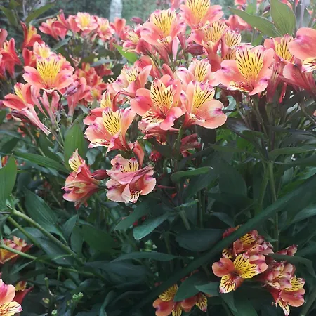 לינה וארוחת בוקר La Pause 3*