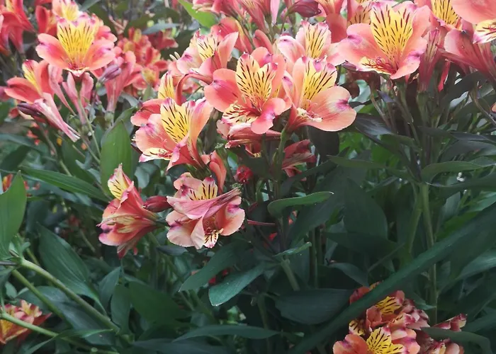 לינה וארוחת בוקר La Pause 3*